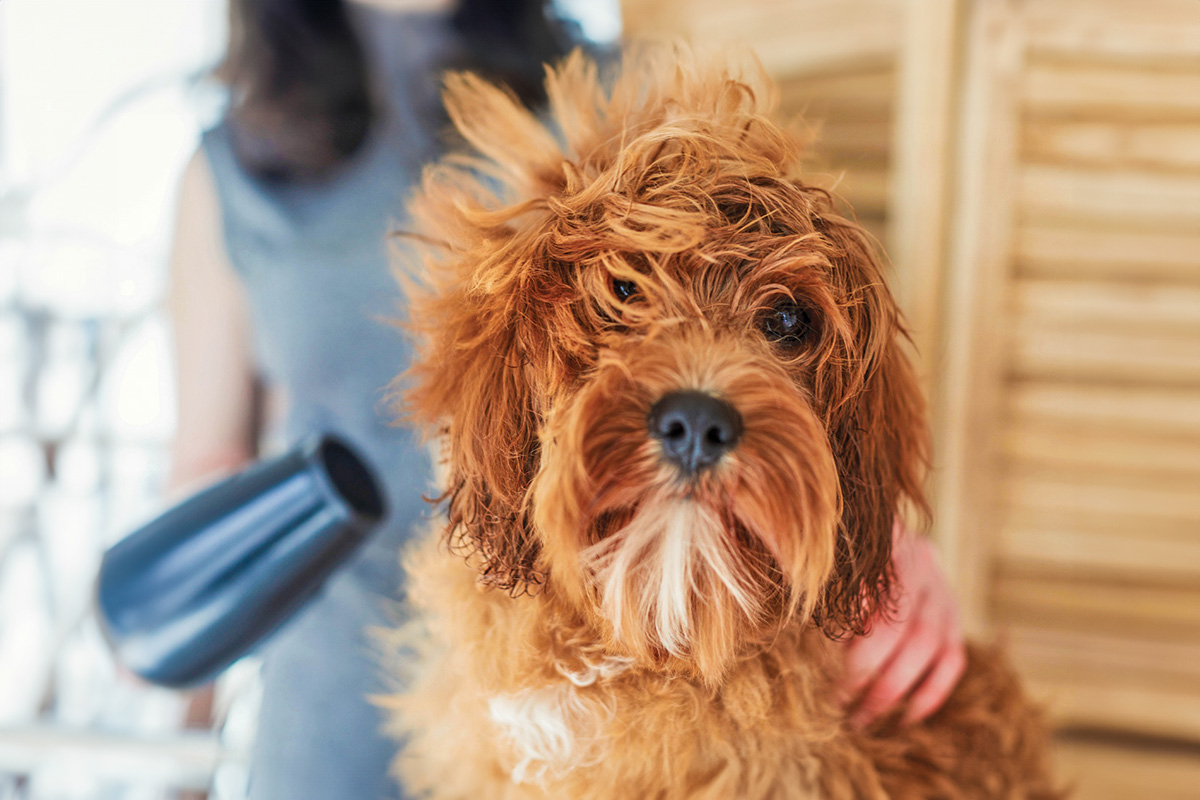 Ruff 'n Fluff Groomers