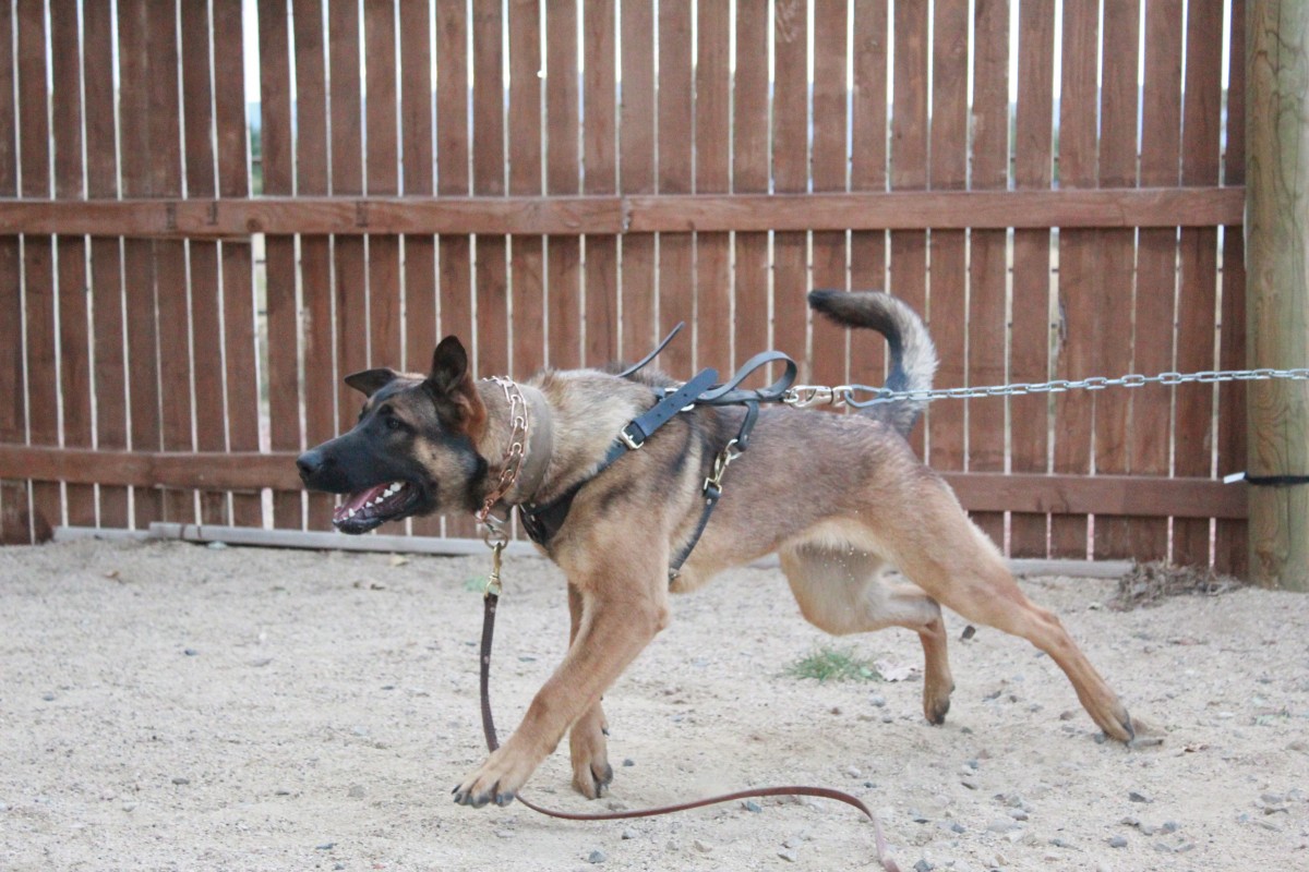 All Around K-9 All Around K-9