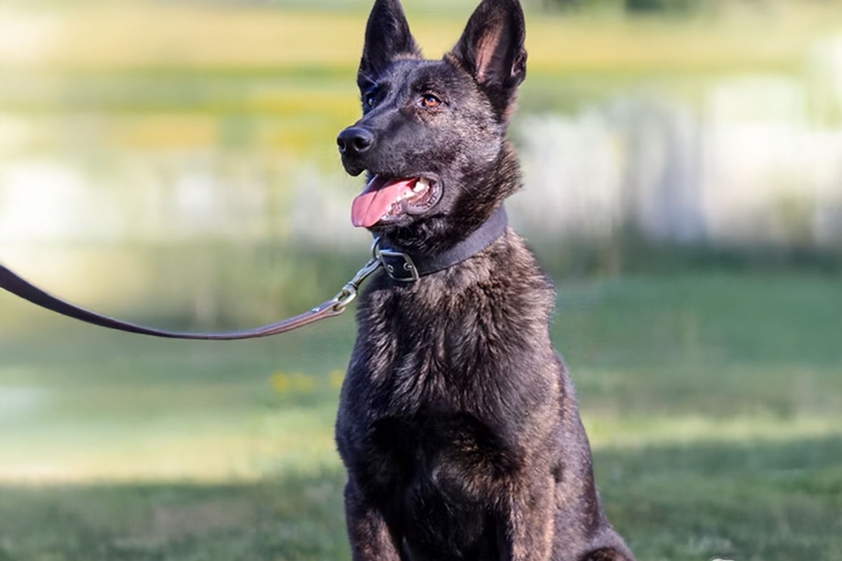 All Around K9 - Obedience  All Around K9 - Obedience