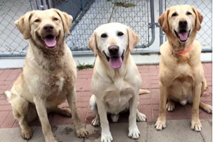 Boarding and Day Camp Boarding and Day Camp