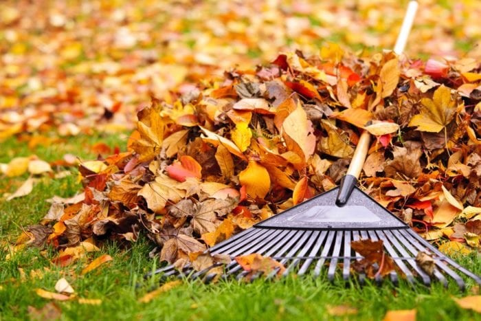Leaf Clean Up