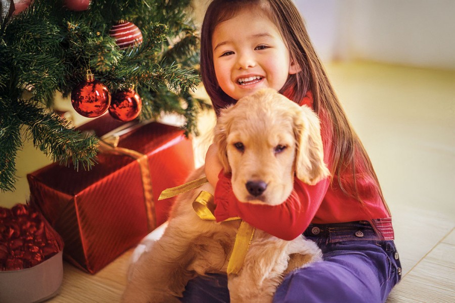 Things to know before giving pets as gifts