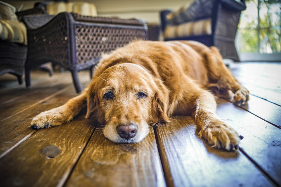 How to help pets acclimate to new homes