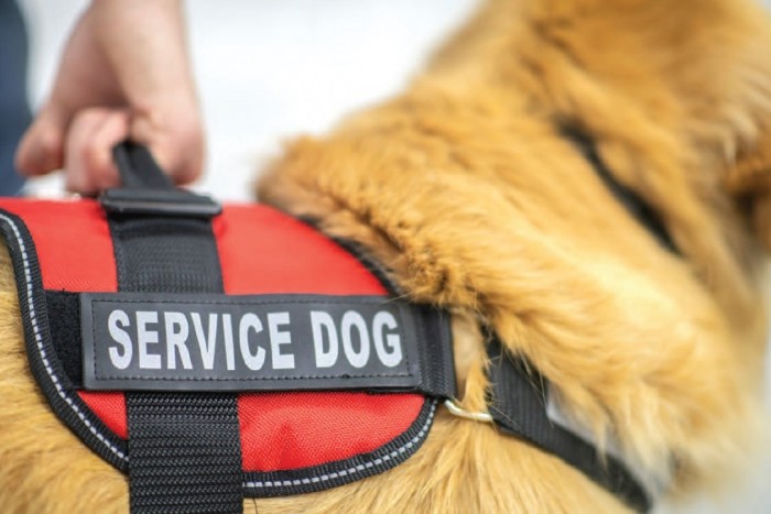 Service Dog Training Service Dog Training