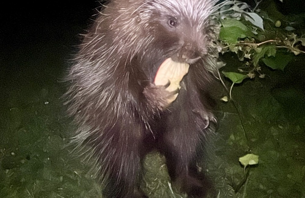 Understanding Herman 