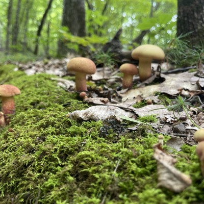 Old-School Naturalist